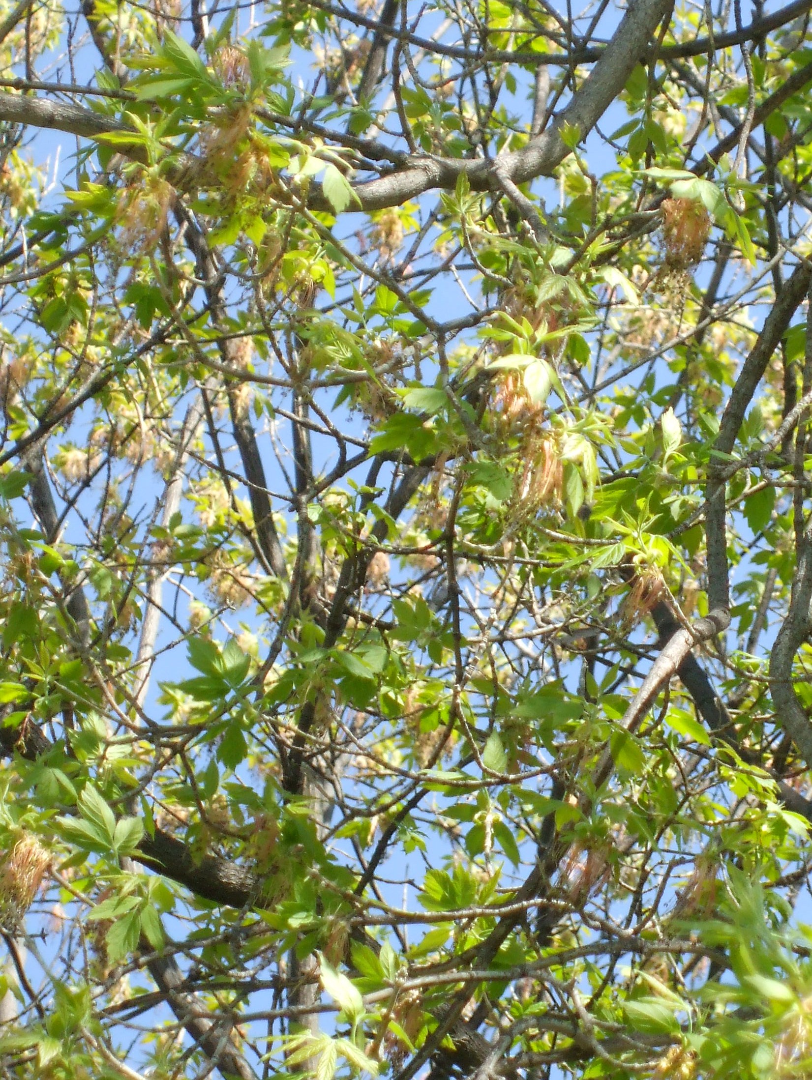 Oak Leaves