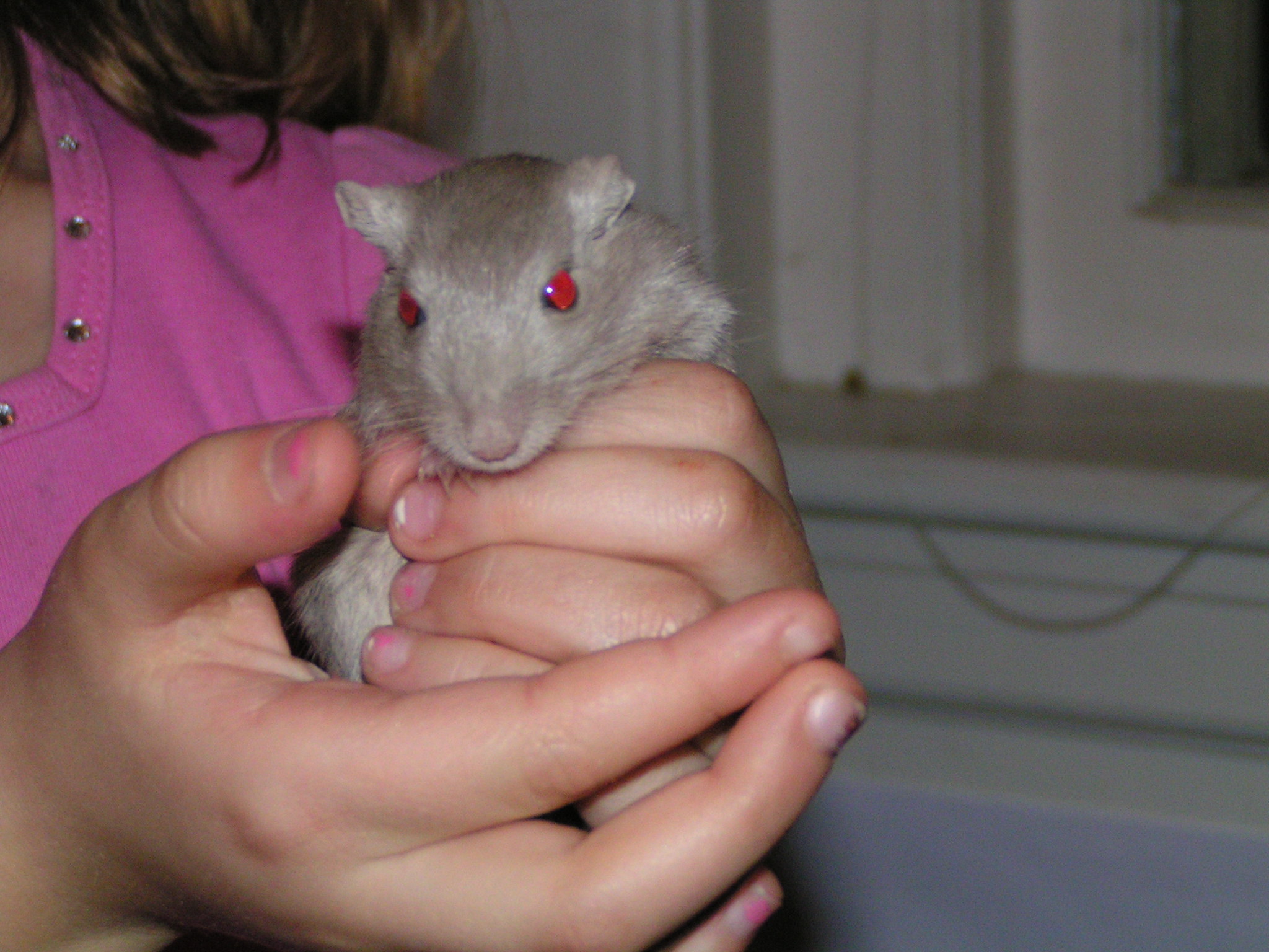 Cuteso the Gerbil