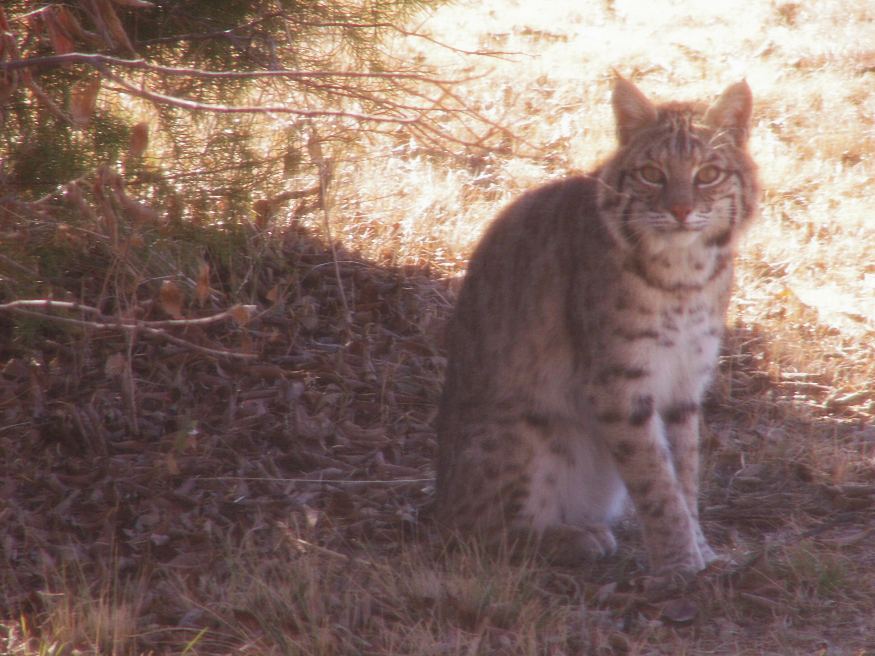 Mother Bobcat