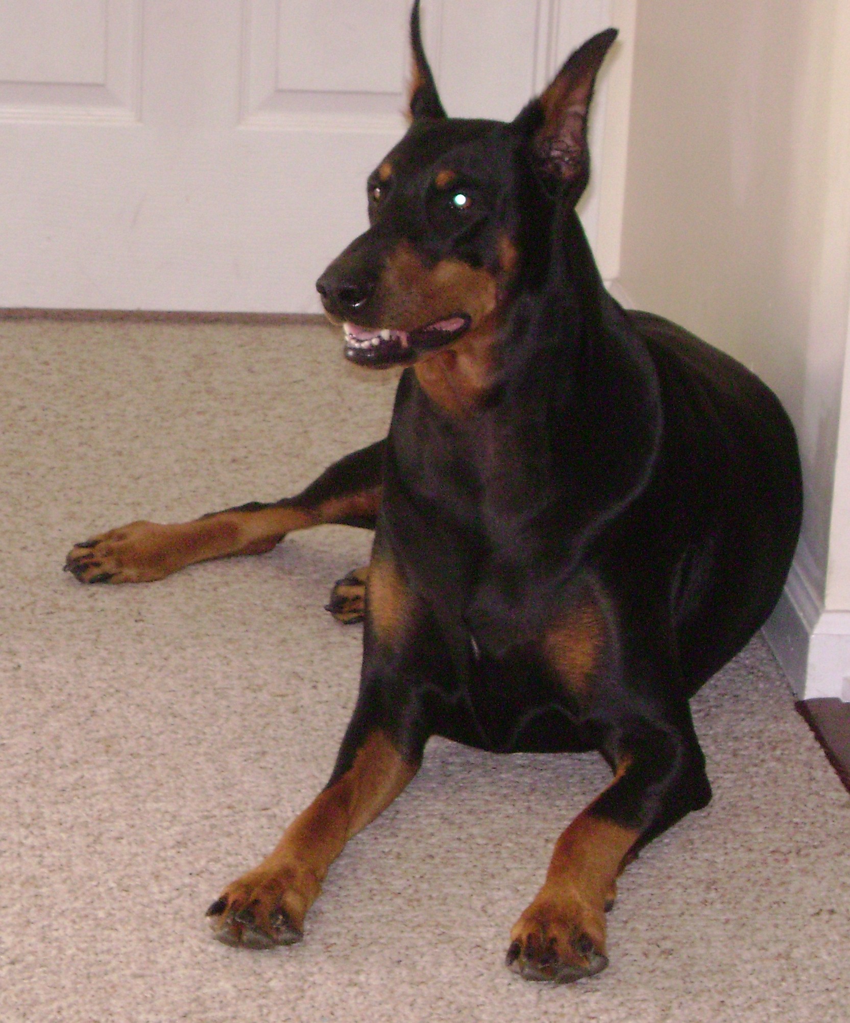 Anna the Doberman