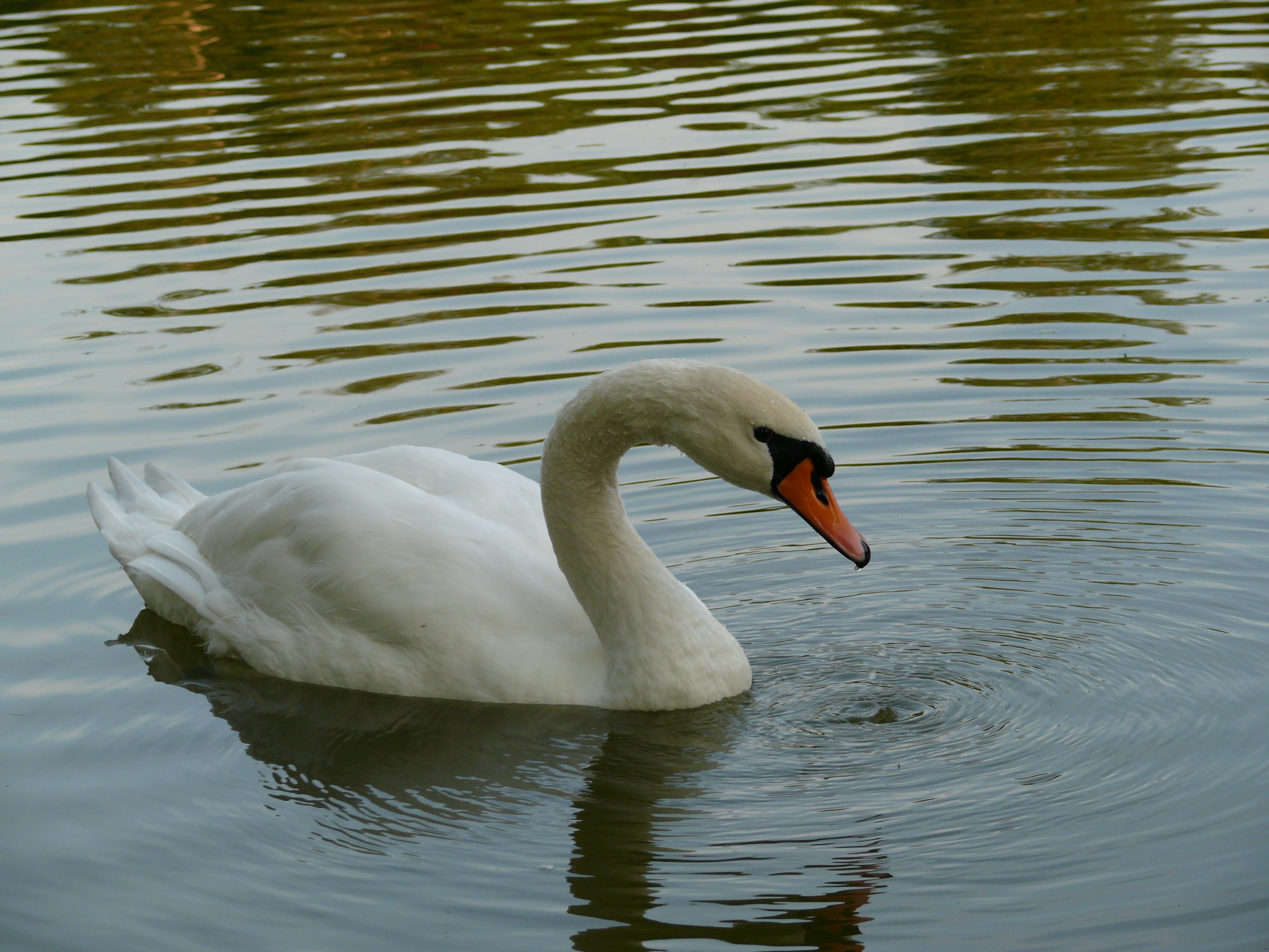 White Swan on a Lake