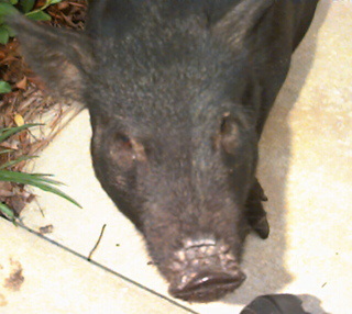 Pot bellied pig named Bacon.