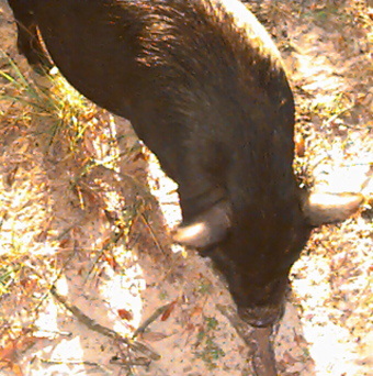 Pot bellied pig named Bacon.