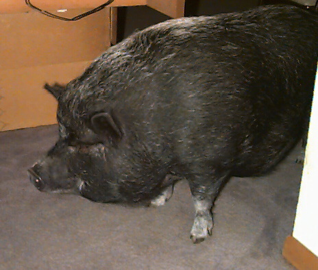 A pot bellied pig named Laura