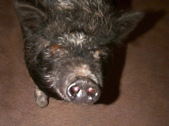 A pot bellied pig named Laura