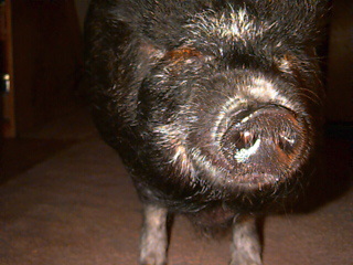 A pot bellied pig named Laura