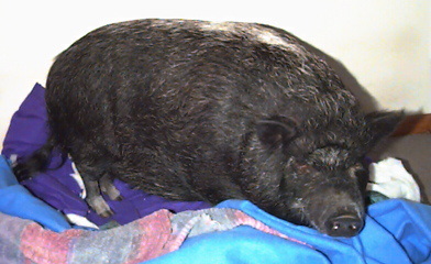 A pot bellied pig named Laura