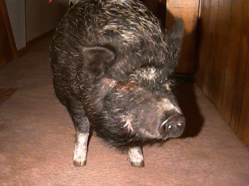 A pot bellied pig named Laura