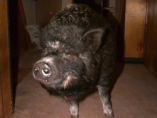 A pot bellied pig named Laura