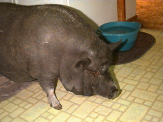 A pot bellied pig named Laura