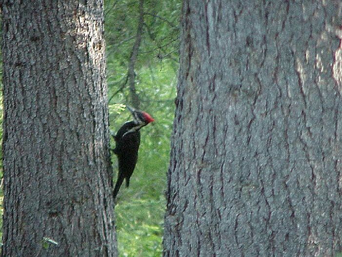 pileatedwoodpecker2.jpg