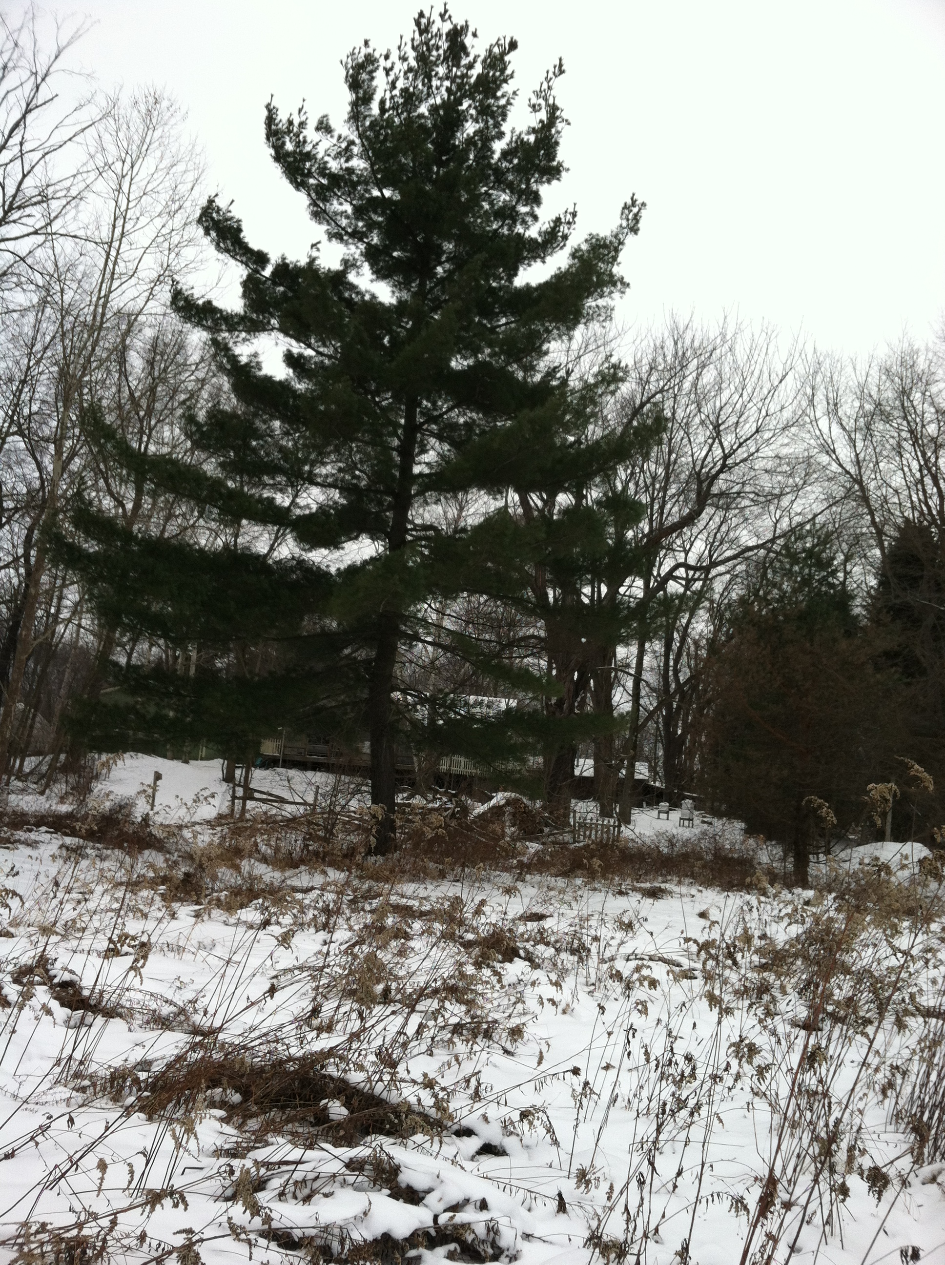 Pine Tree in the snow