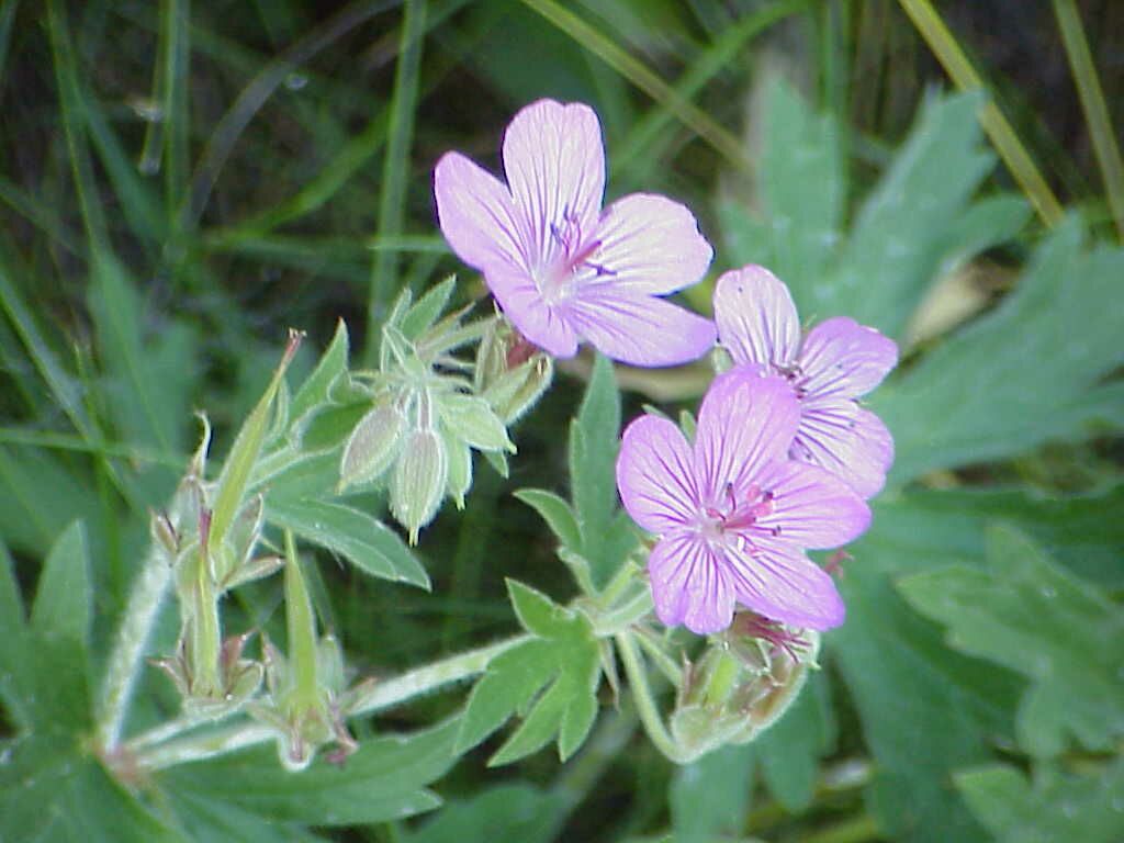 Flower - a Pink family