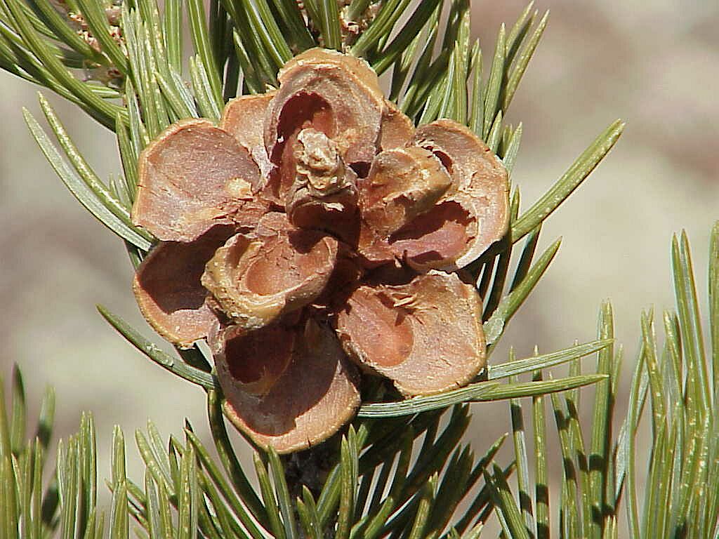 Pinon Pine Cone