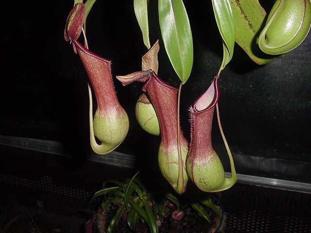 Carnivorous Pitcher Plant Sarracenia