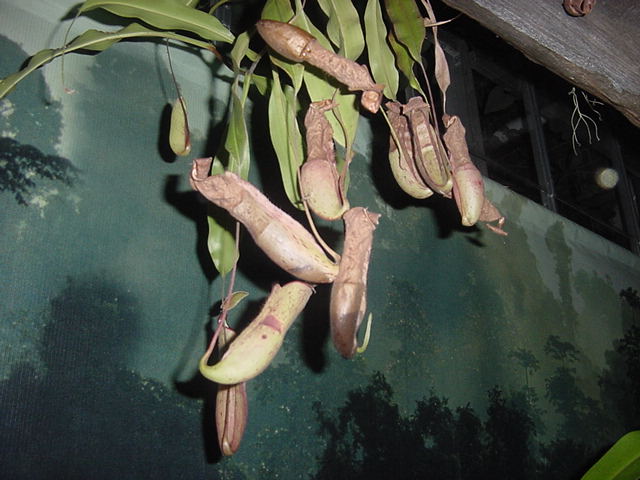 Carnivorous Pitcher Plants