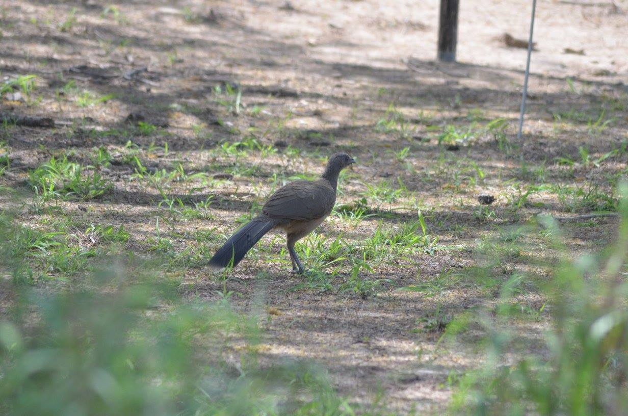 plainchachalaca.jpg