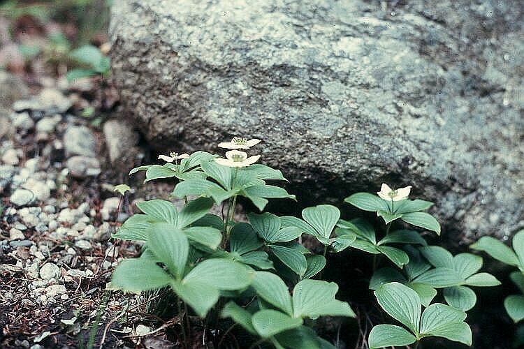 plant-bunchberry.jpg