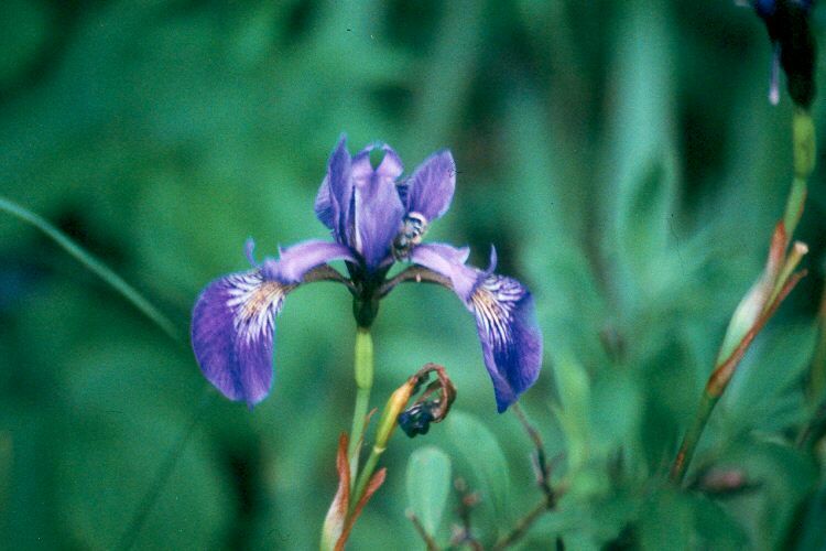 plant-irisxup.jpg