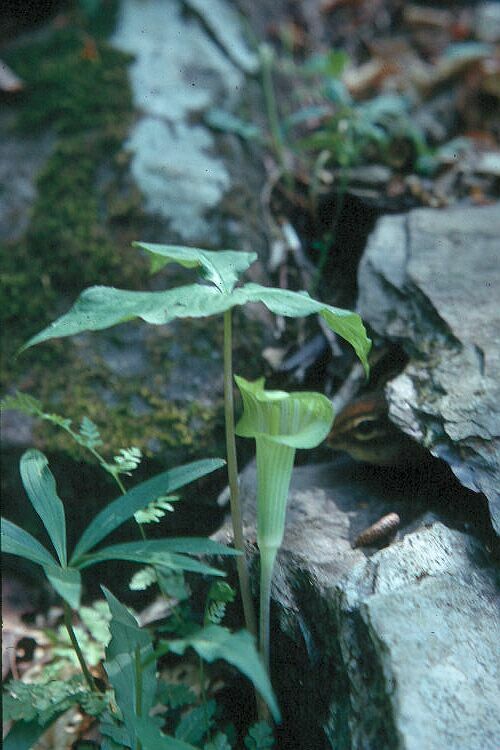 Jack-in-the-pulpit FLower