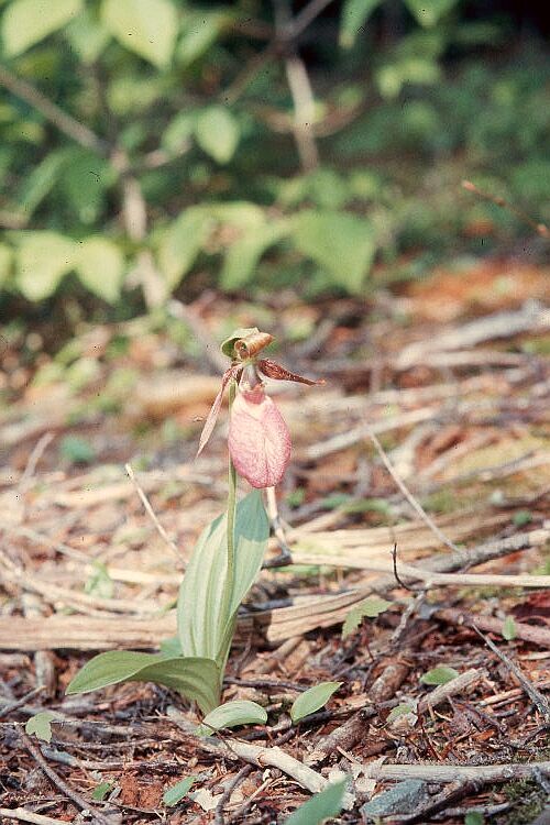 Pink Ladys Slipper