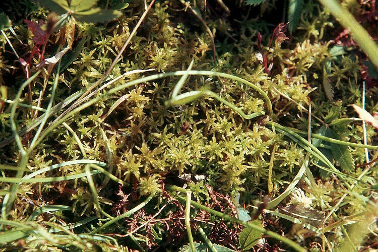 Sphagnum Moss