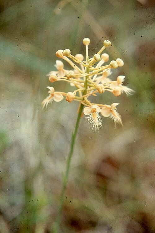 Swamp Orchid