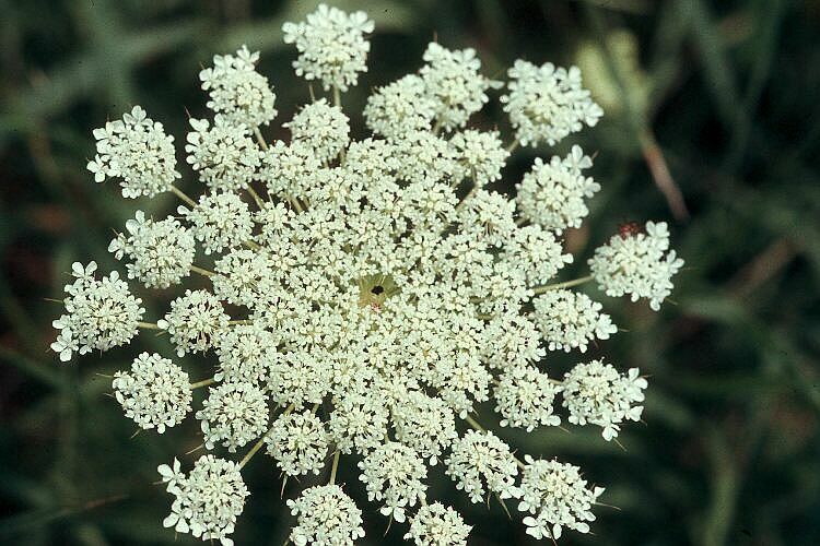 plant-wildcarrot.jpg