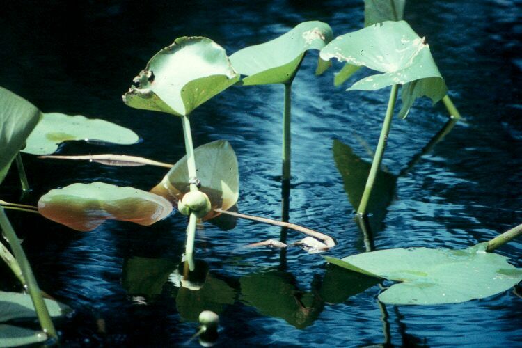 plant-yellowwaterlily.jpg