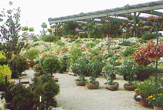 plant009.jpg