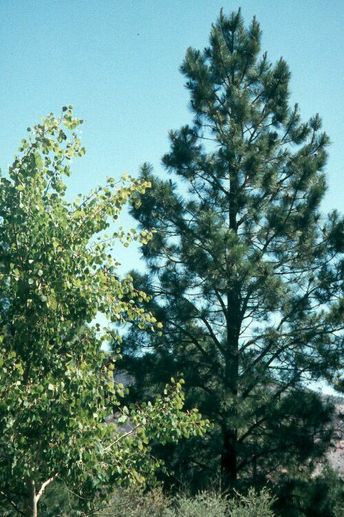 Ponderosa Pine and Aspen tree