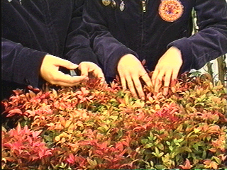 Students working with plants