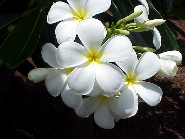 Plumeria