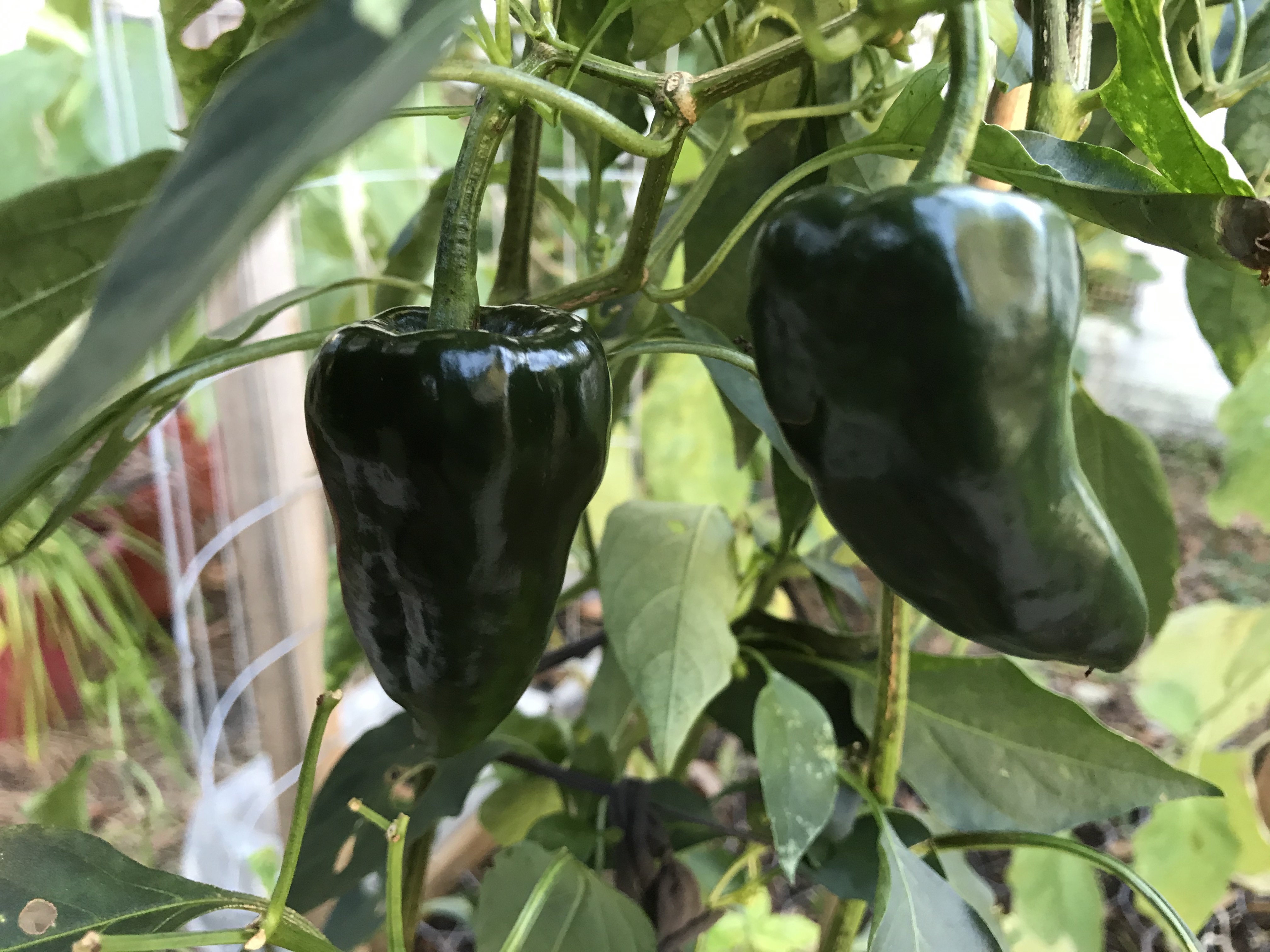 poblano peppers in the garden