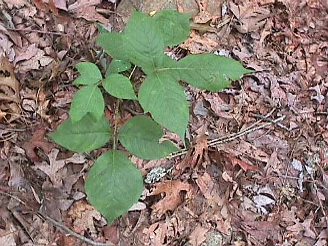 Poison Ivy