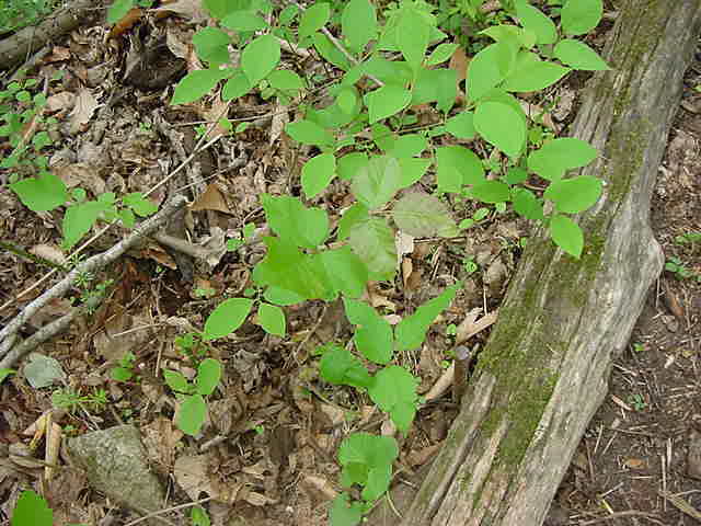 Can you spot the poison ivy?