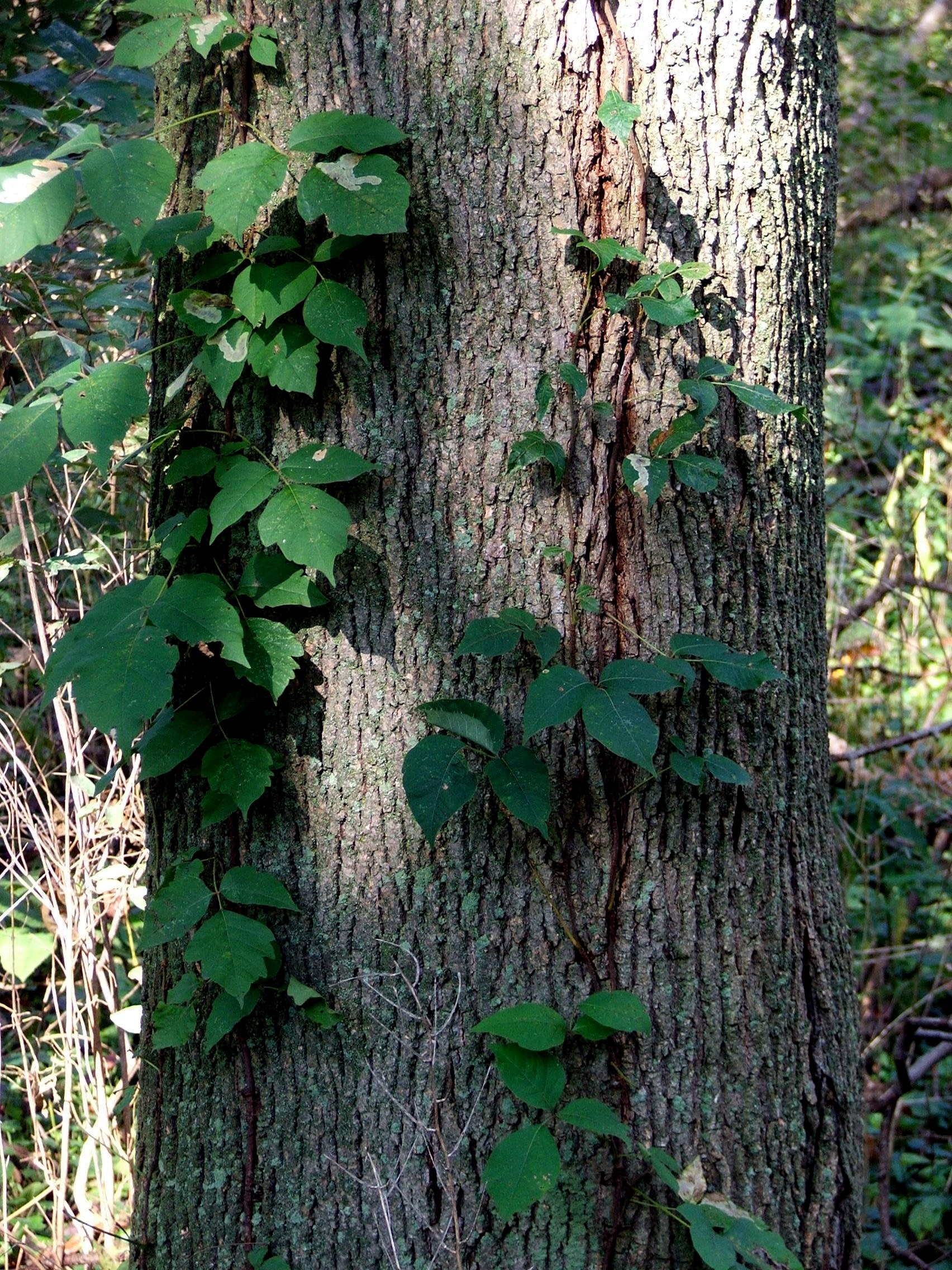 poison ivy climbing