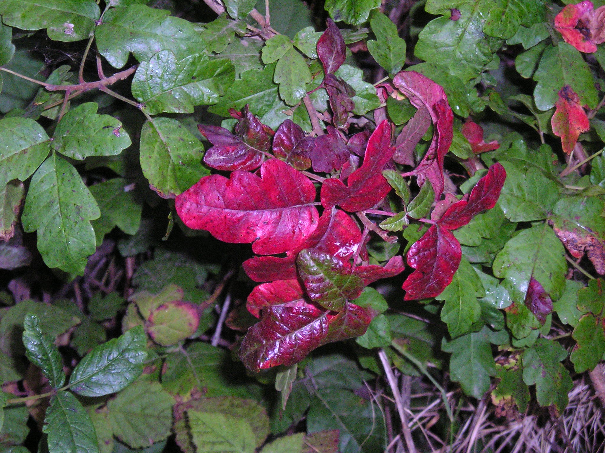 Poison Oak