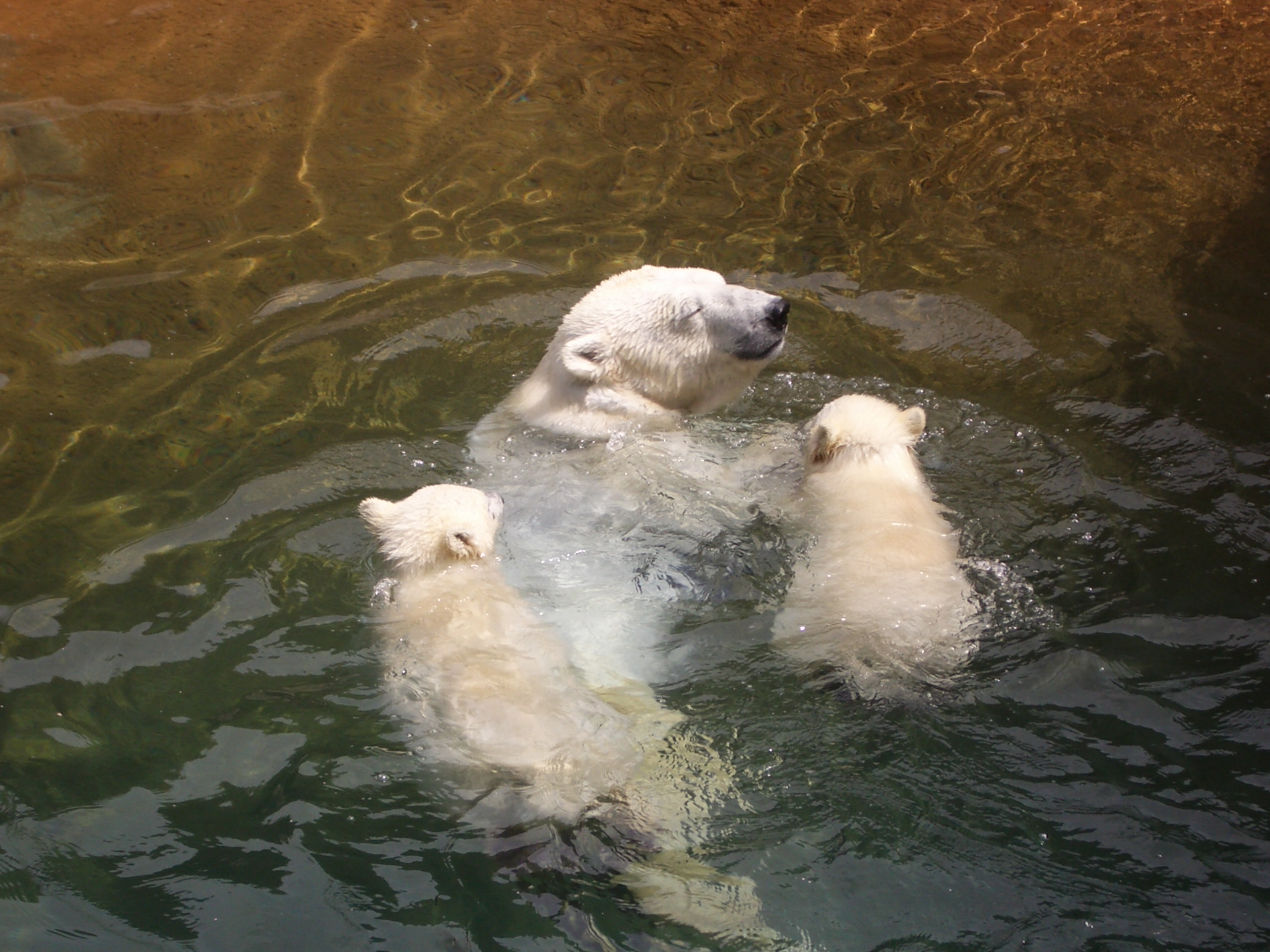 Polar Bear Mom and babies