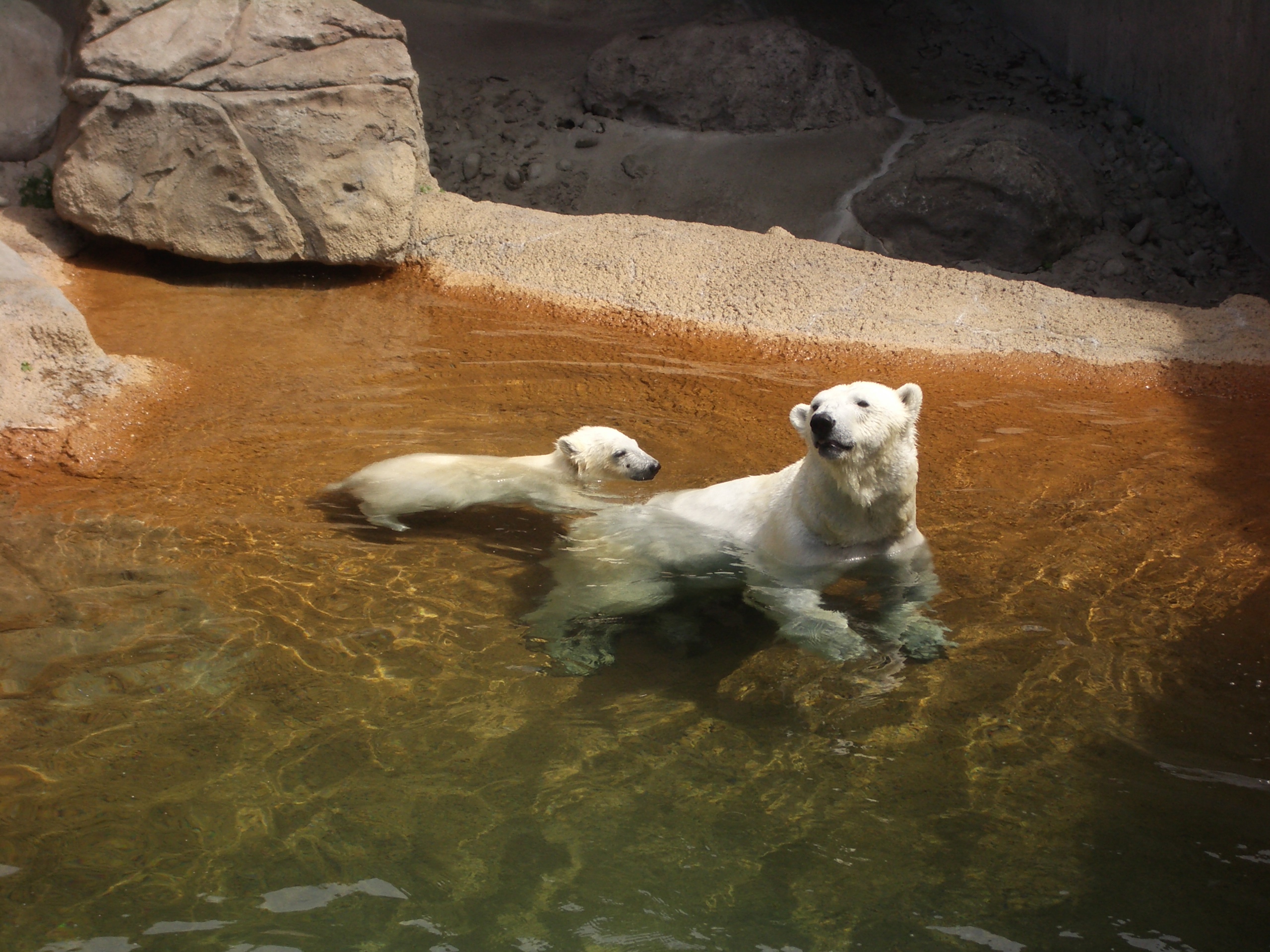 swimming