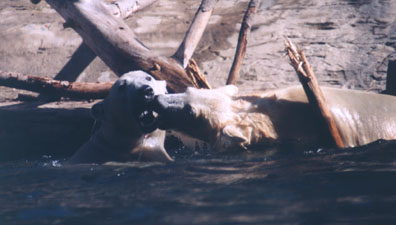 polar bear play