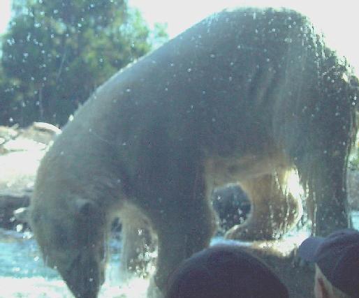 thirsty polar bear