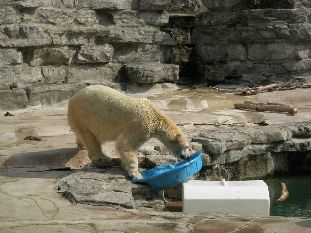 polar bear with swimming pool