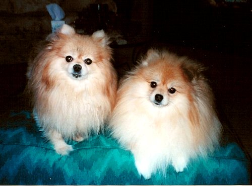 Tiffany and Tilly - Pomeranians