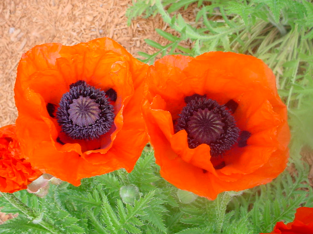 Poppies