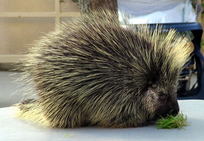 North American Porcupine