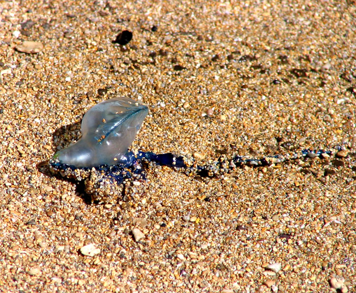 Portuguese-Man-of-War jelly fish, very toxic