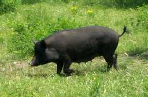 pot belly pig on the run