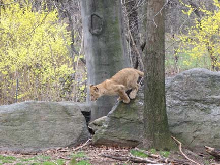 pounce.jpg