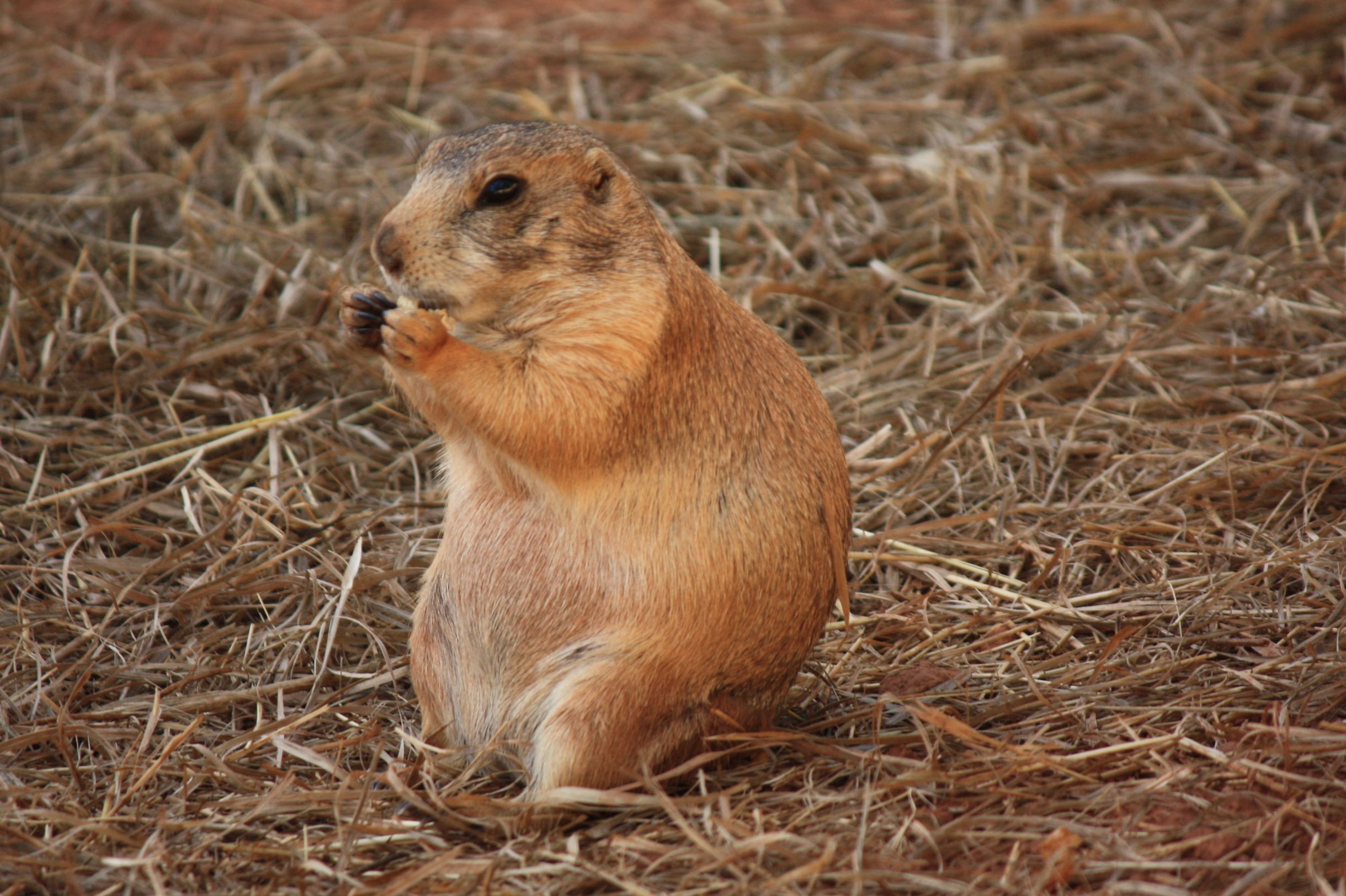 Prairie Dog